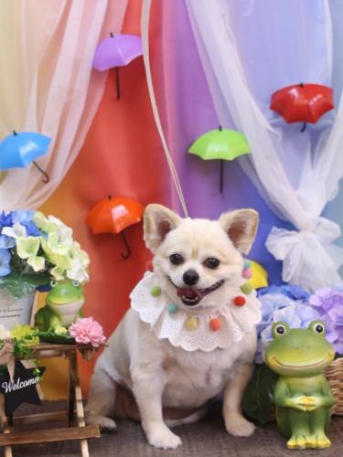 20230629ポロくん